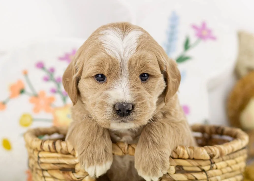 chandler goldendoodle for sale.(1).jpg
