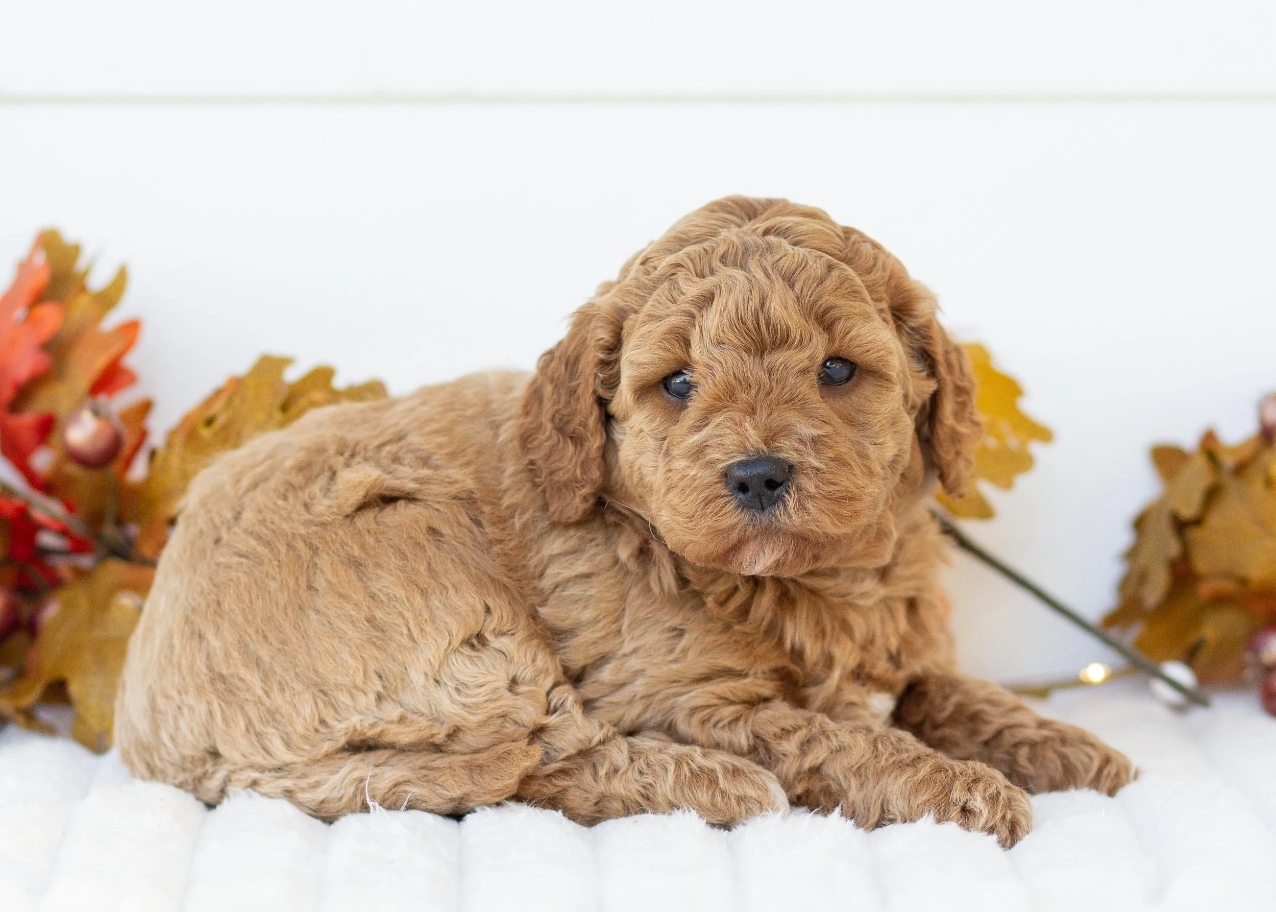 Milkyway goldendoodle for sale(3).jpg