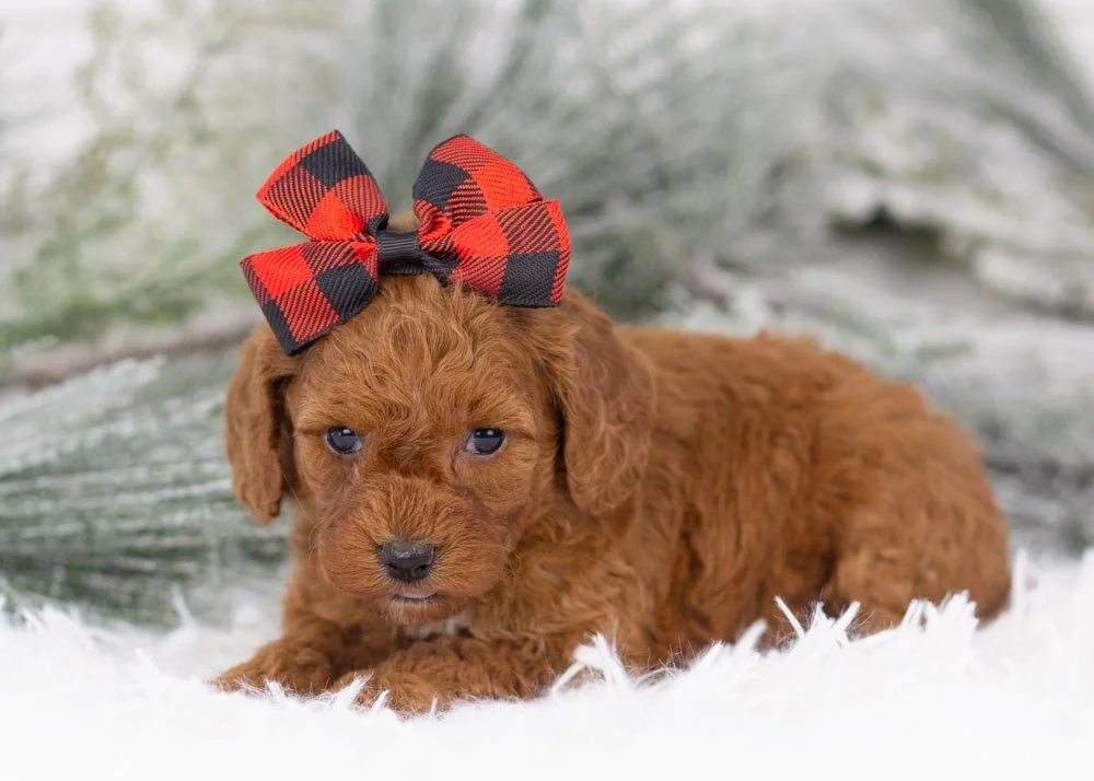 Raven goldendoodle for sale(3).jpg