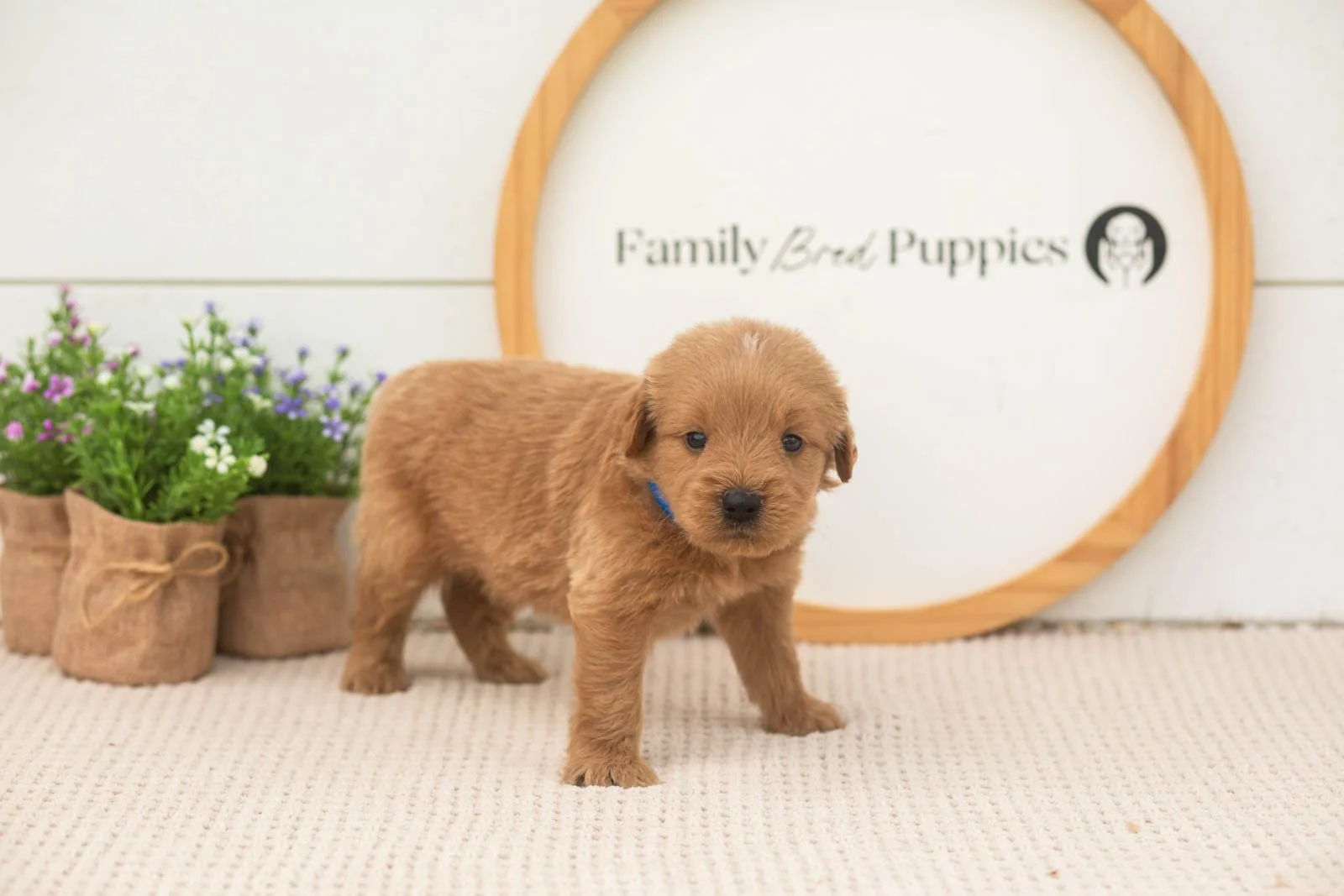 evan goldendoodle for sale(1).jpg