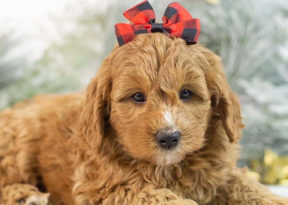 Bell goldendoodle for sale(2).jpg