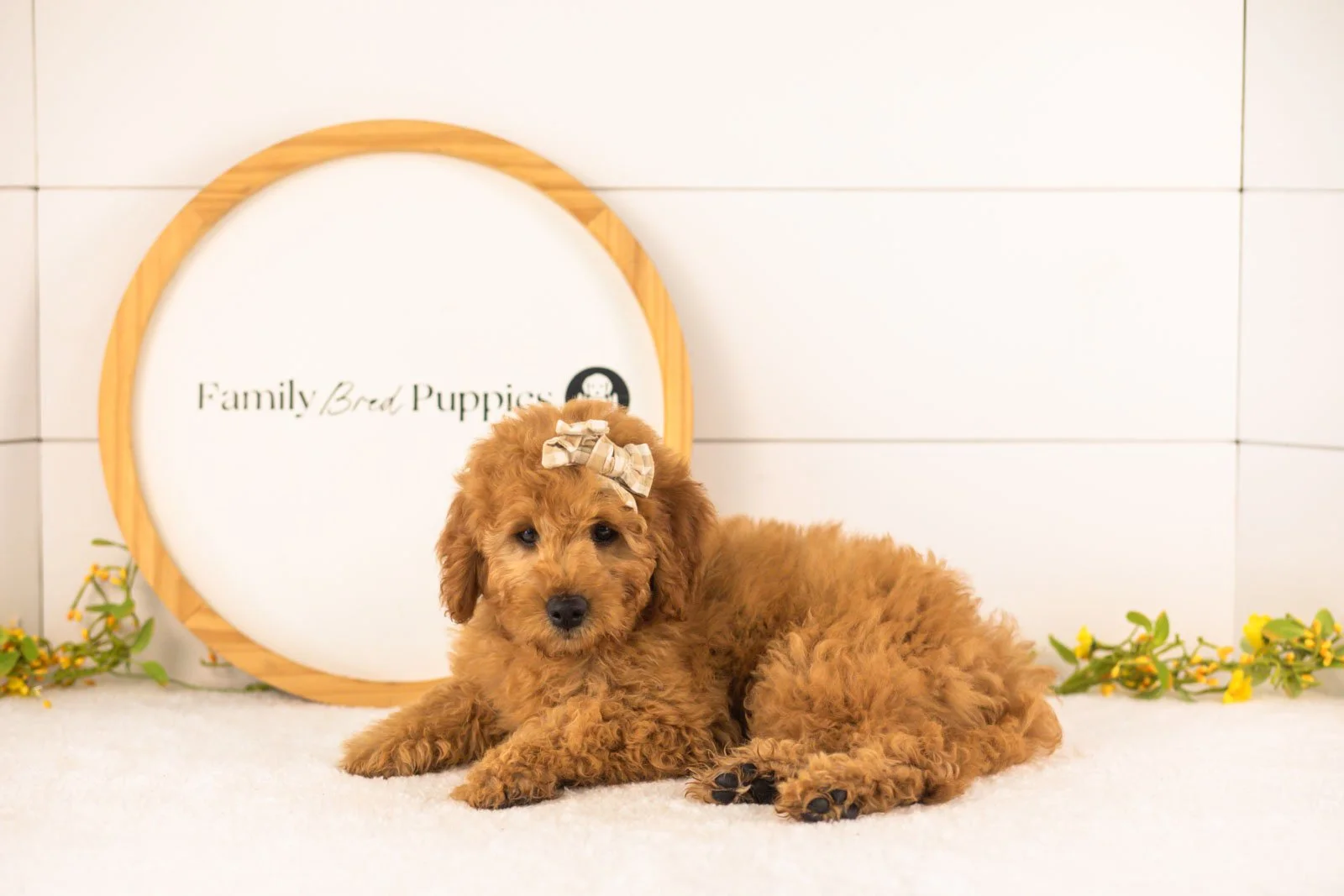 Savannah goldendoodle for sale.jpg