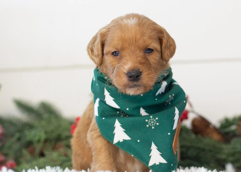 Pecan goldendoodle for sale(1).jpg