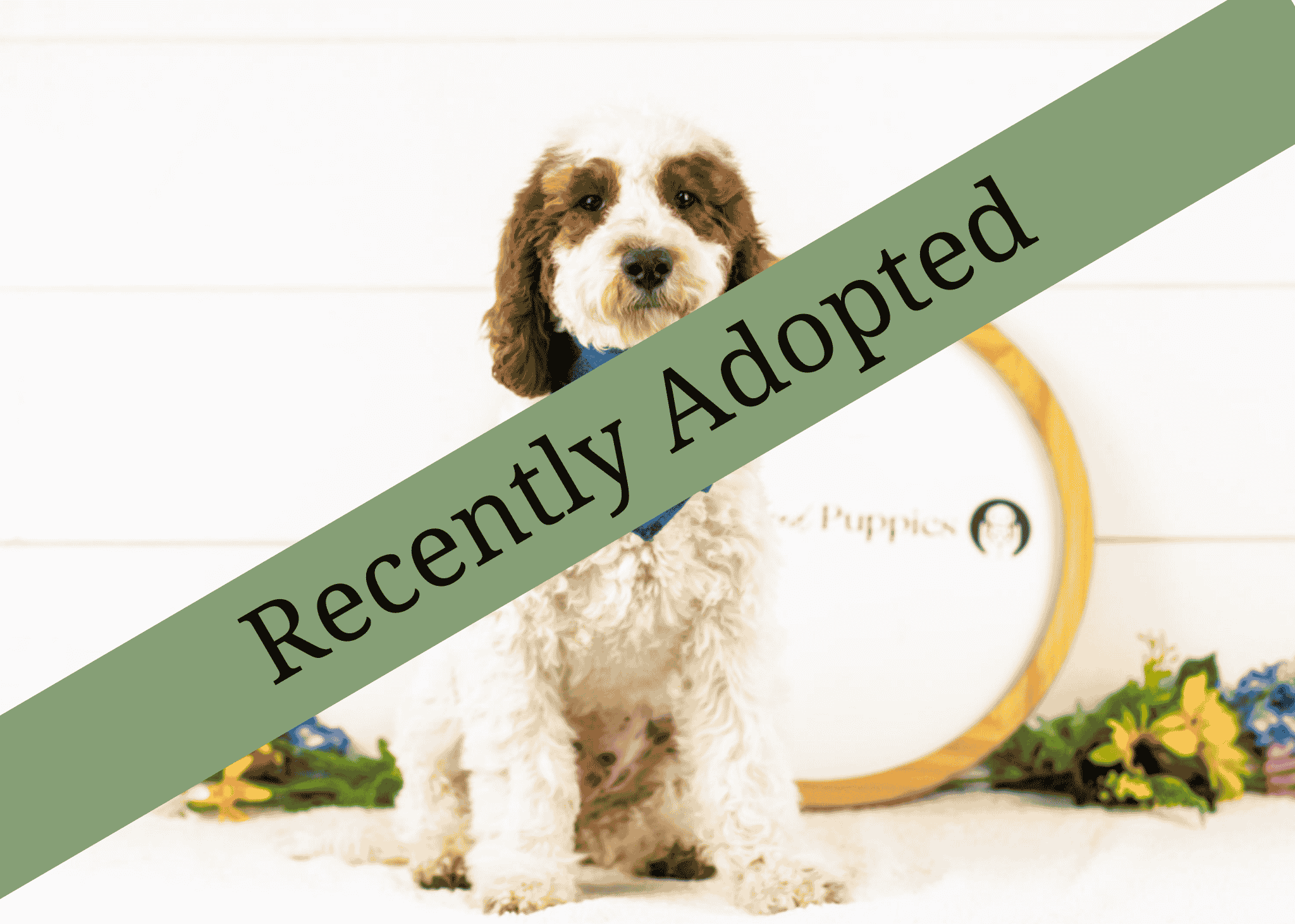 goldendoodle for sale