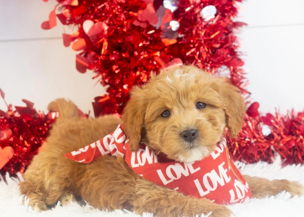 Boone goldendoodle for sale(1).jpg