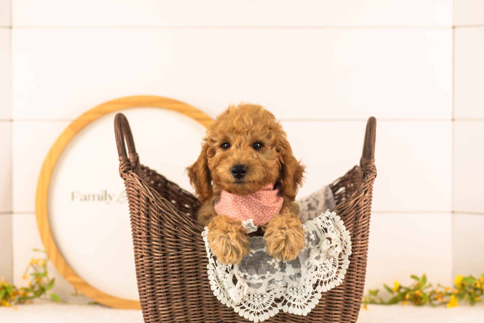 Rainer goldendoodle for sale(2).jpg