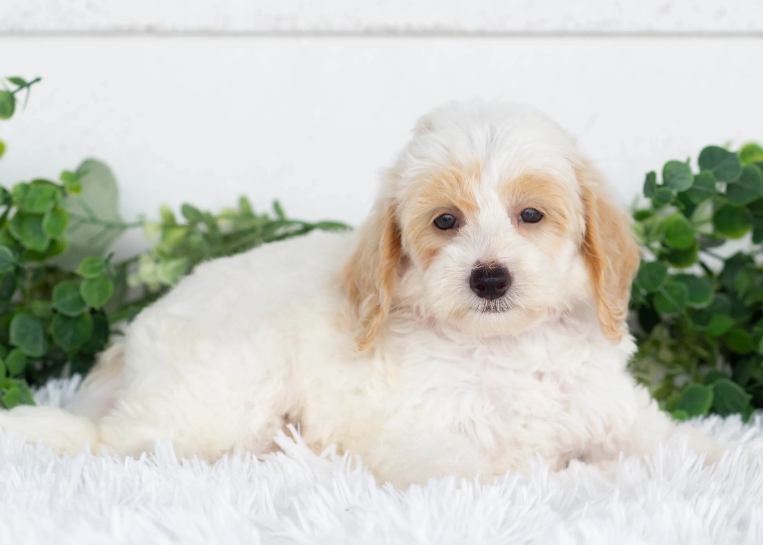 Hugo Goldendoodle for sale(1).jpg