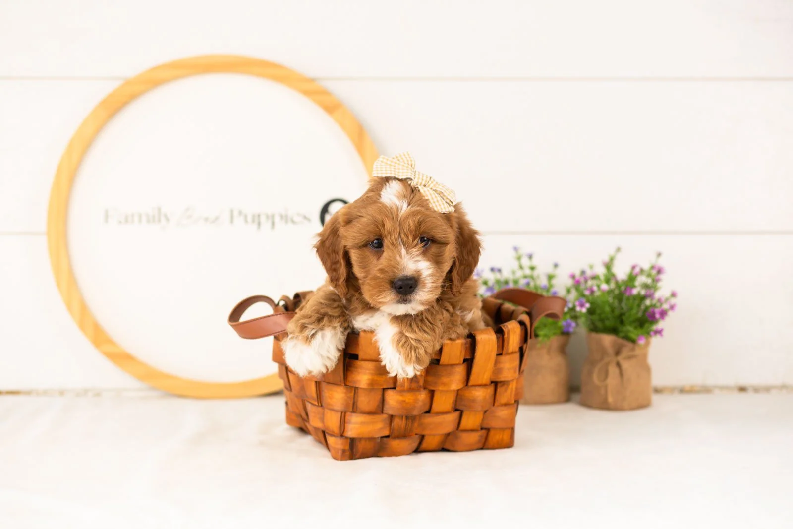 Lynette goldendoodle for sale(3).jpg