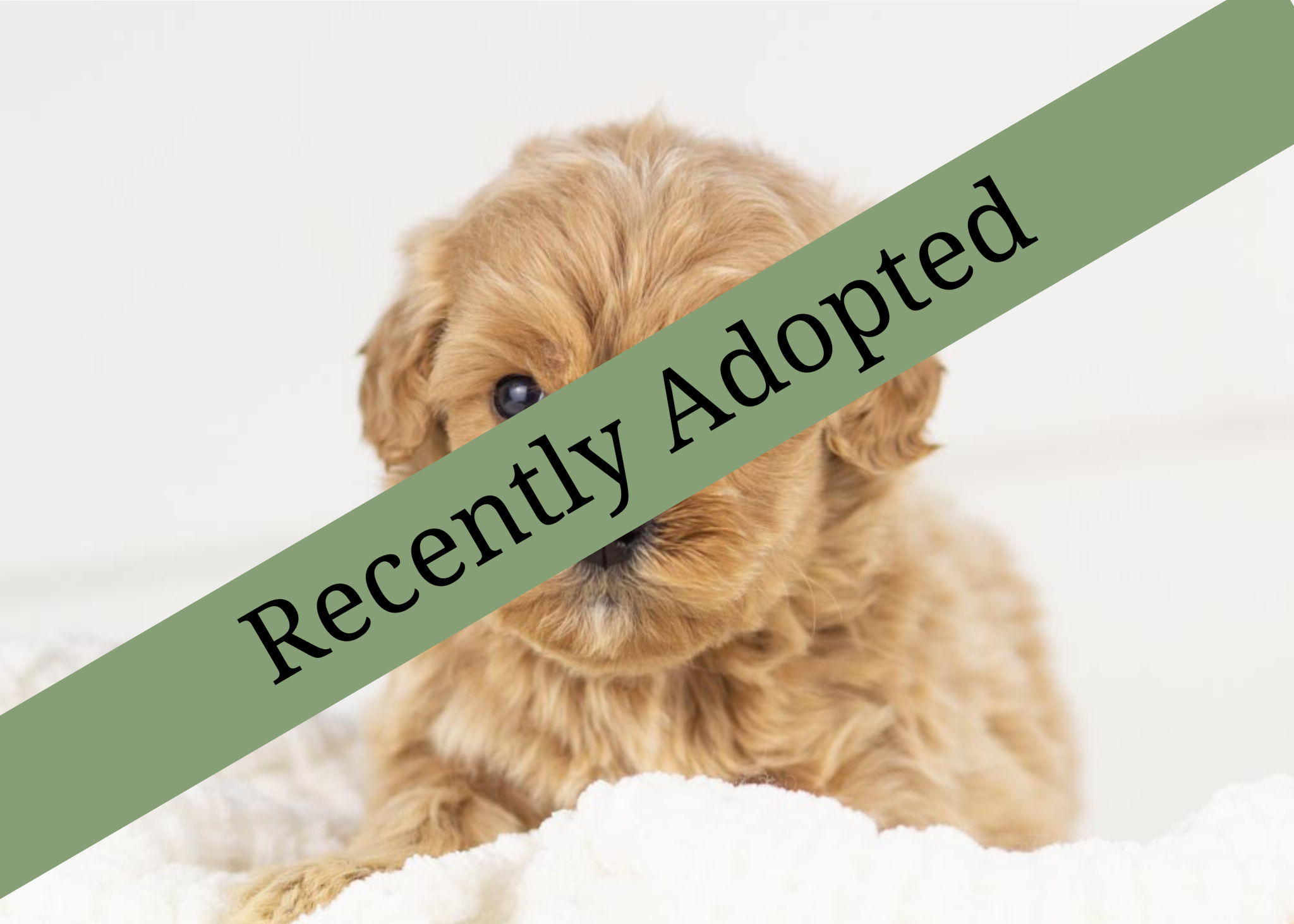 goldendoodle for sale