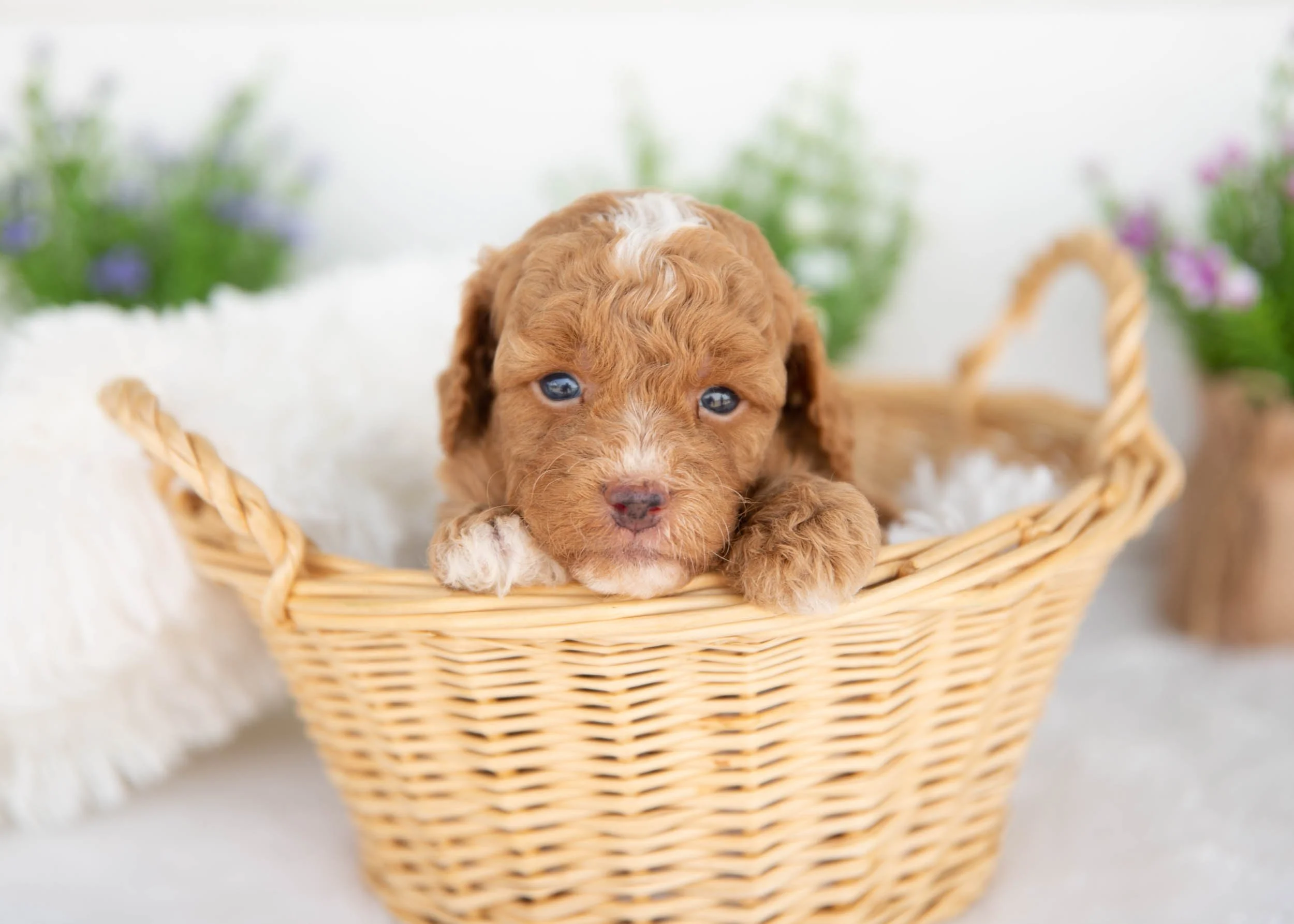 Moose goldendoodle for sale(2).jpg