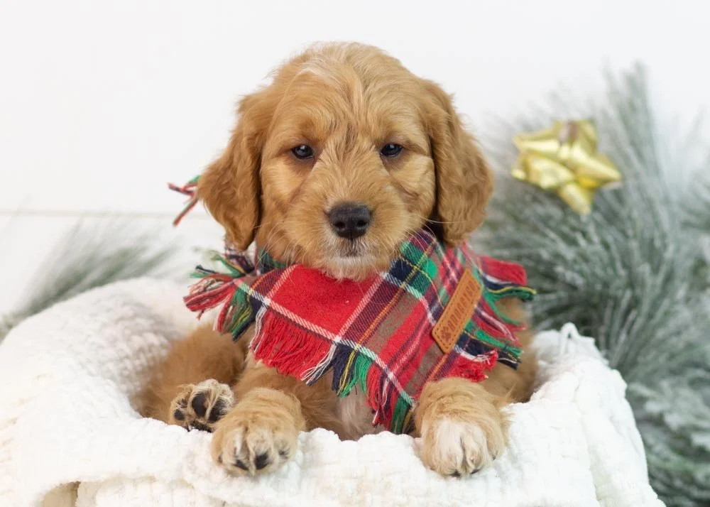 goldendoodle for sale