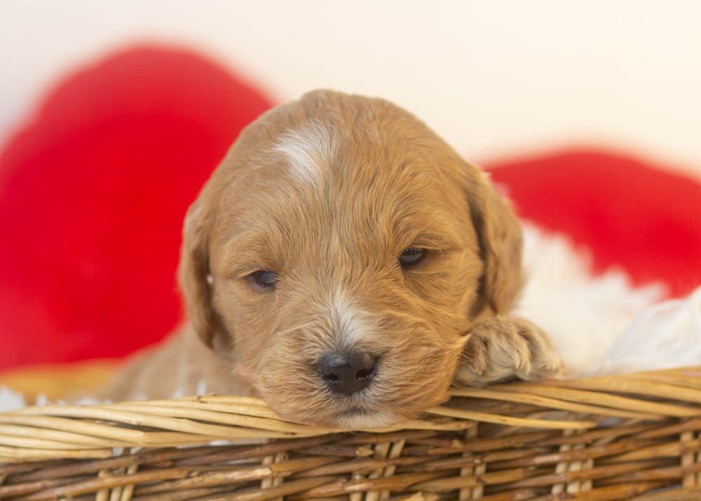 goldendoodle for sale