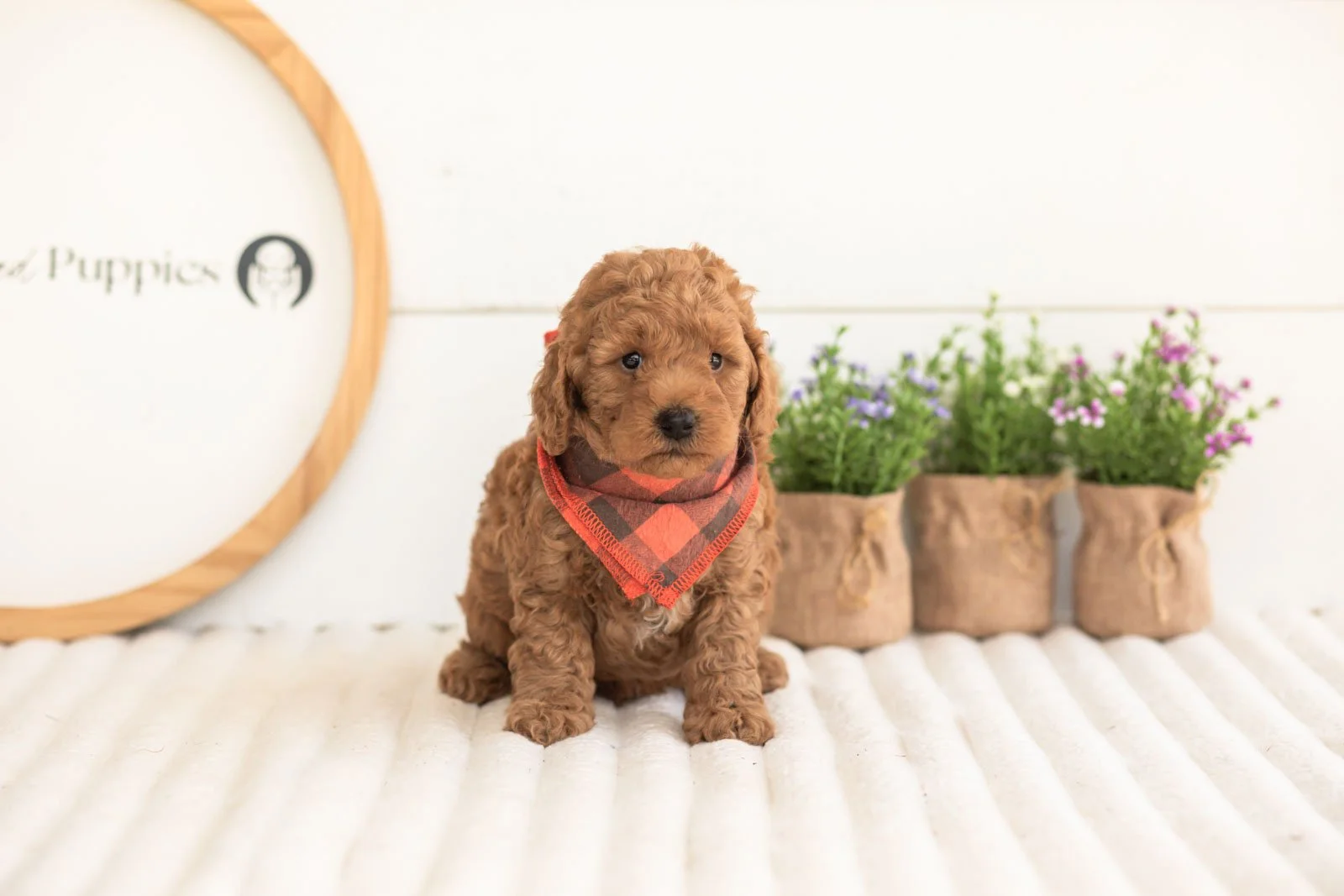 Jerry goldendoodle for sale.jpg