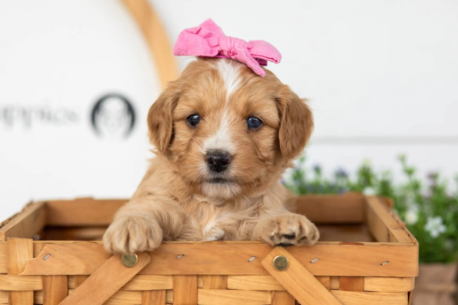 Glory goldendoodle for sale(2).jpg