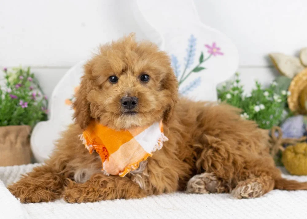 mort goldendoodle for sale.jpg
