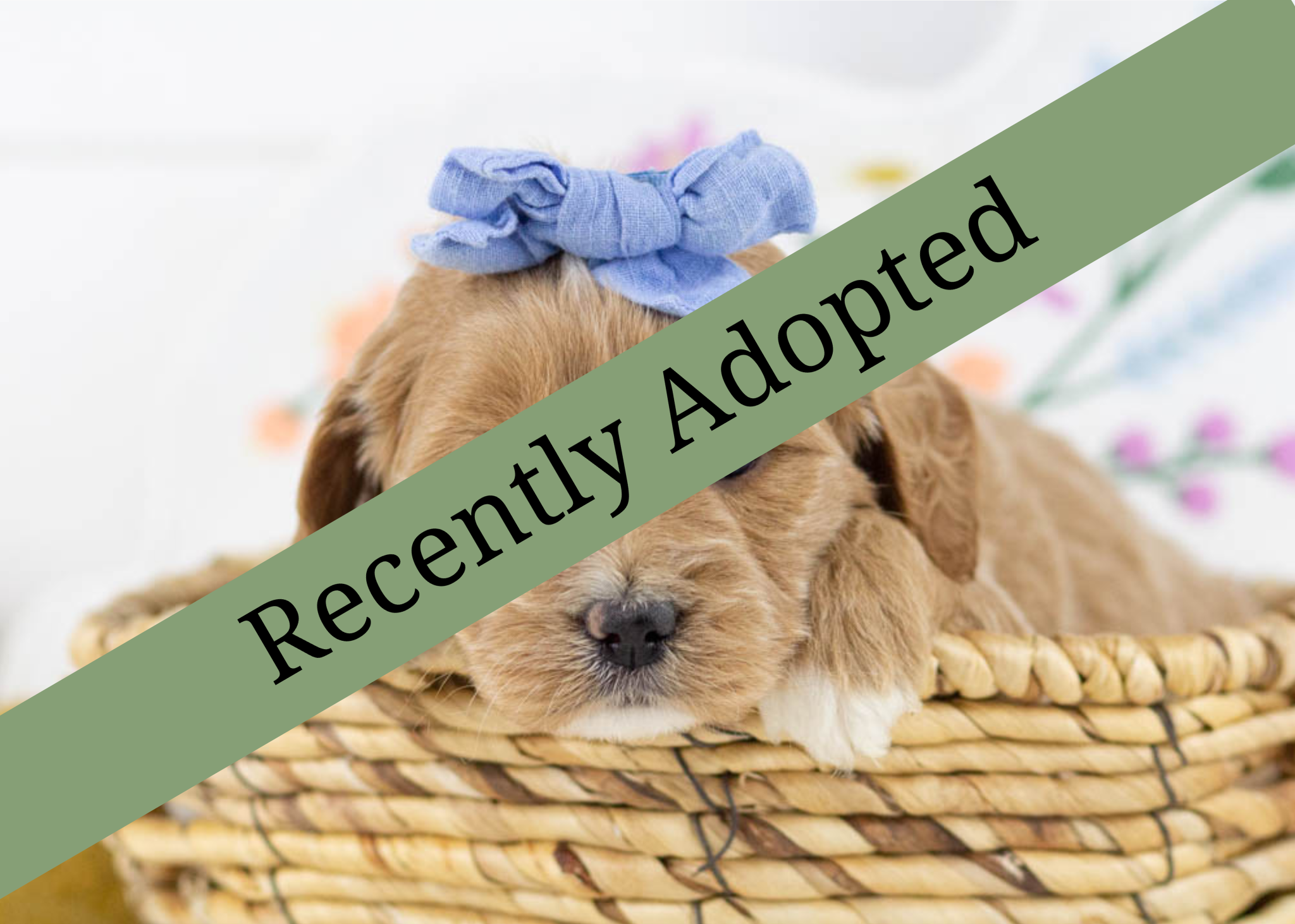 goldendoodle for sale