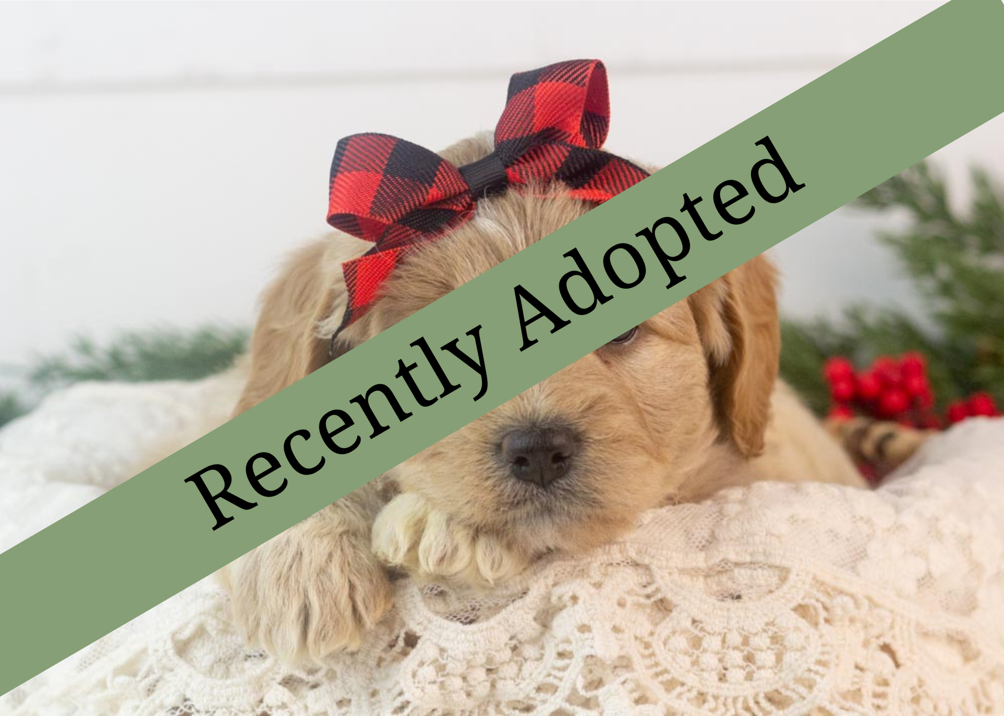 goldendoodle for sale