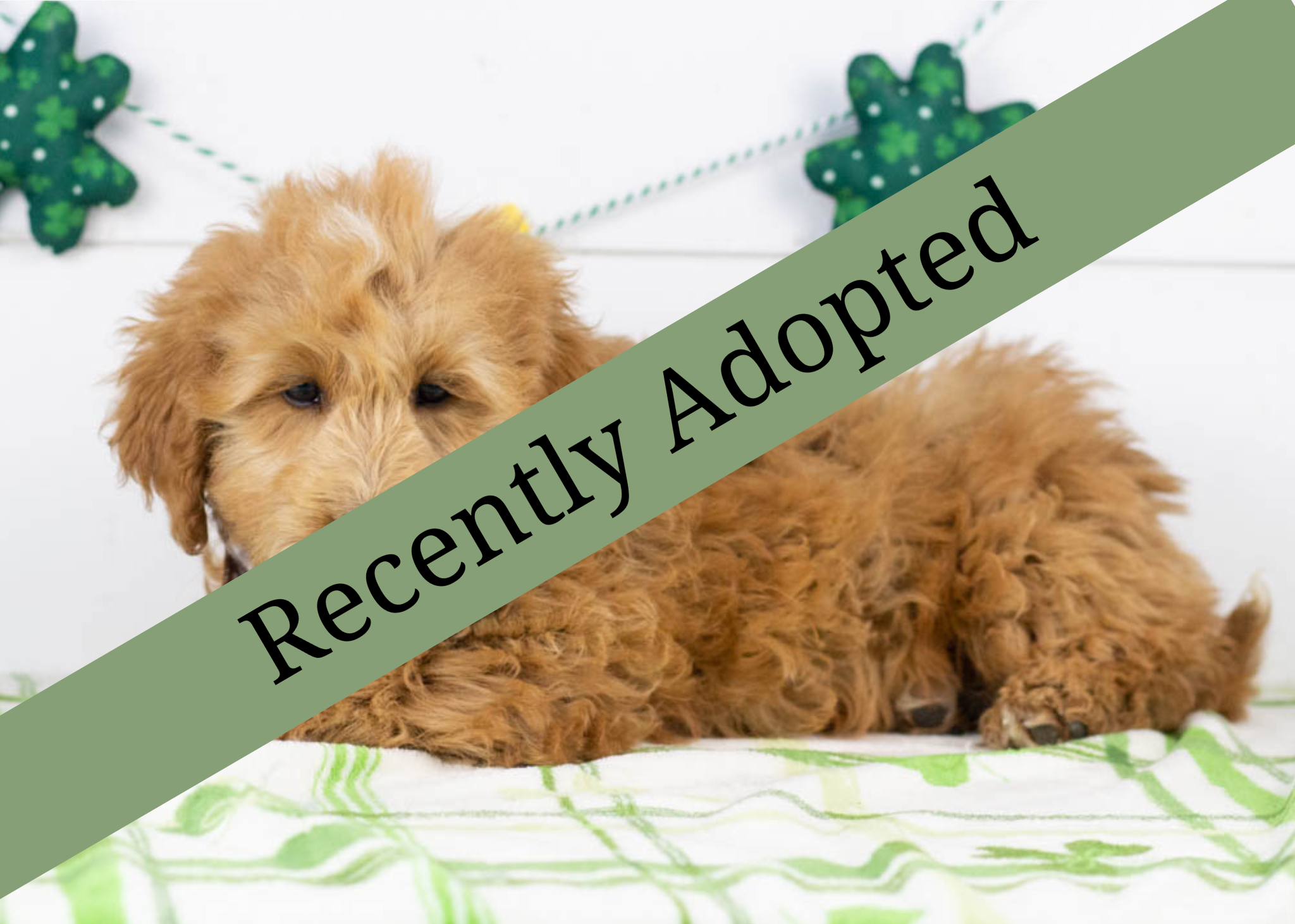 Goldendoodle for sale