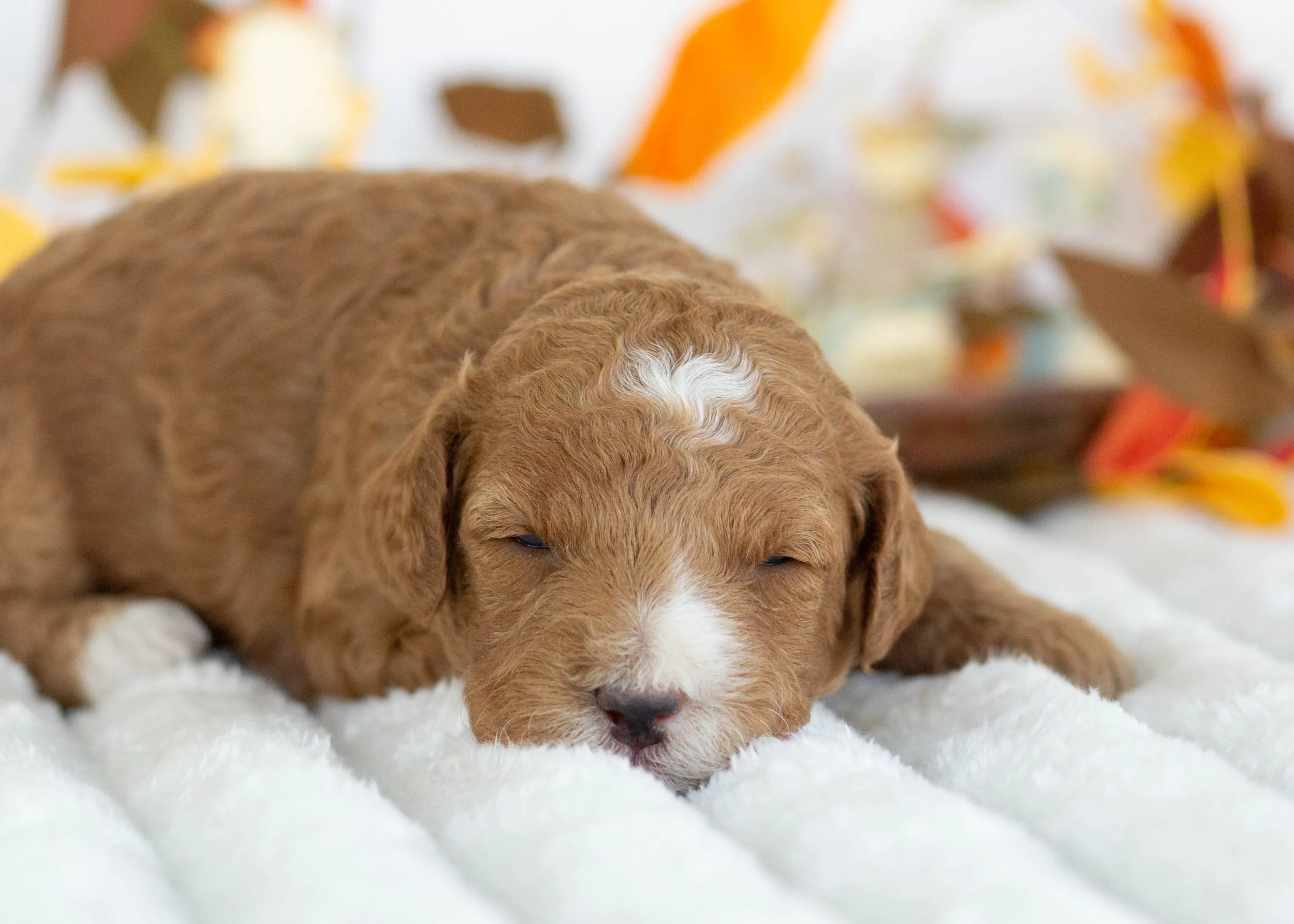 Gucci goldendoodle for sale(1).jpg