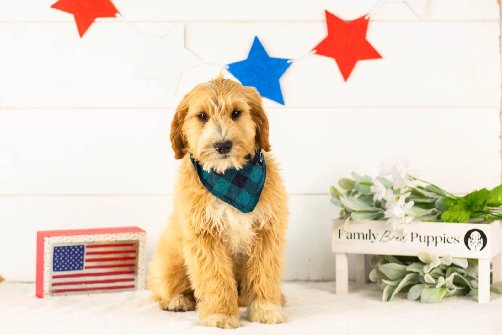 Paul goldendoodle for sale(3).jpg