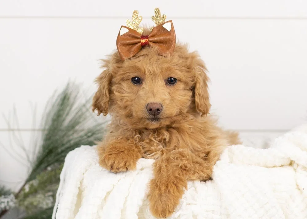 goldendoodle for sale