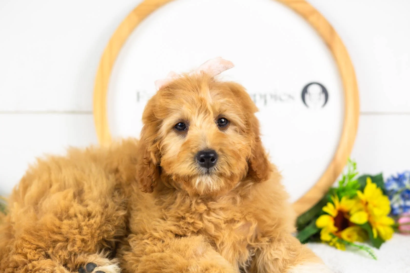 barbara goldendoodle for sale(2).jpg