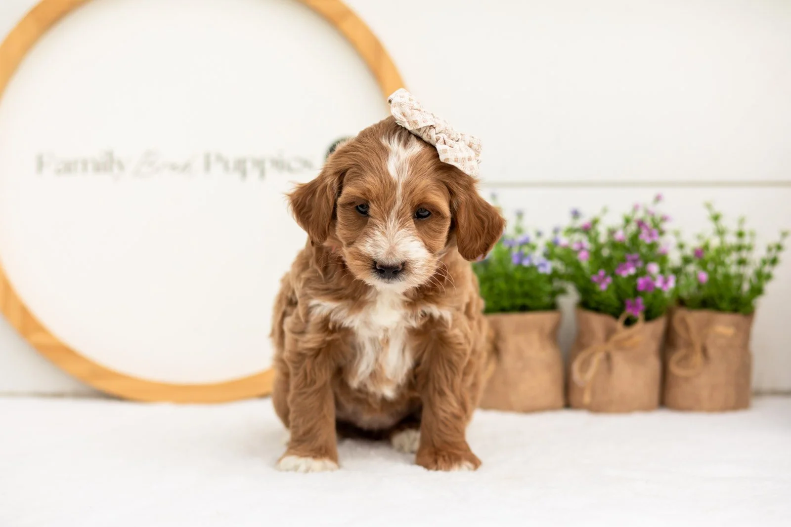Jan goldendoodle for sale(1).jpg