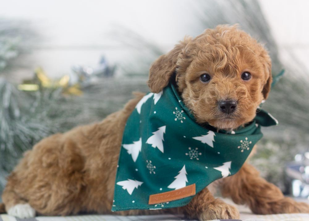 Mort goldendoodle for sale(2).jpg