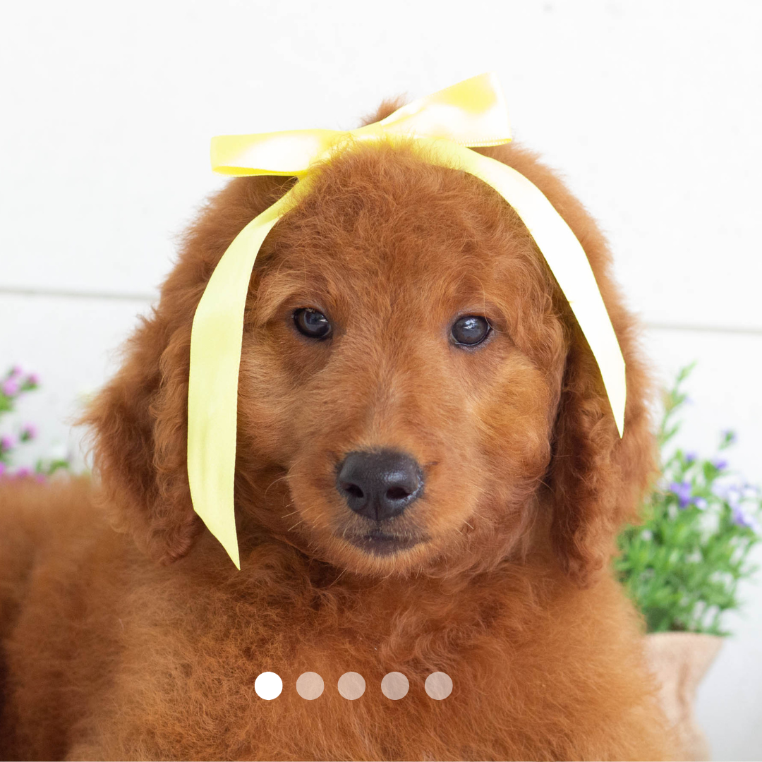 1reba.png