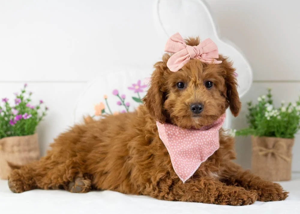 Jamie goldendoodle for sale.jpg