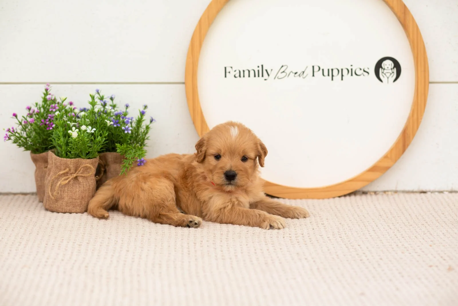 eva goldendoodle for sale.jpg
