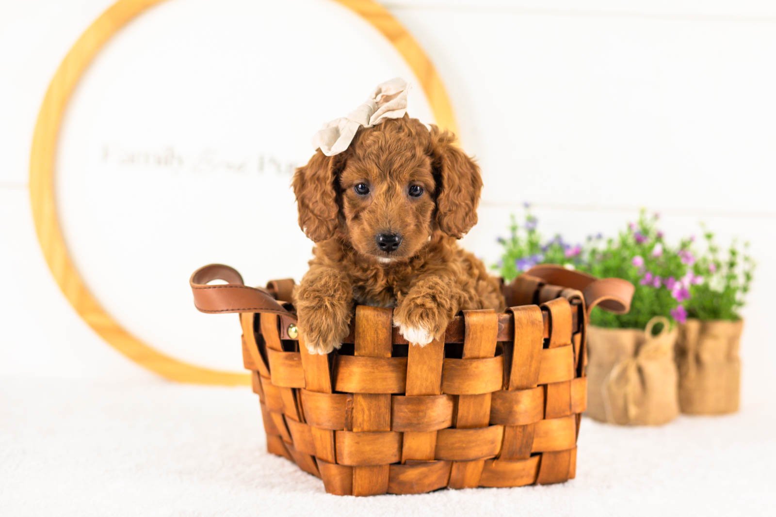 Lexy goldendoodle for sale(4).jpg