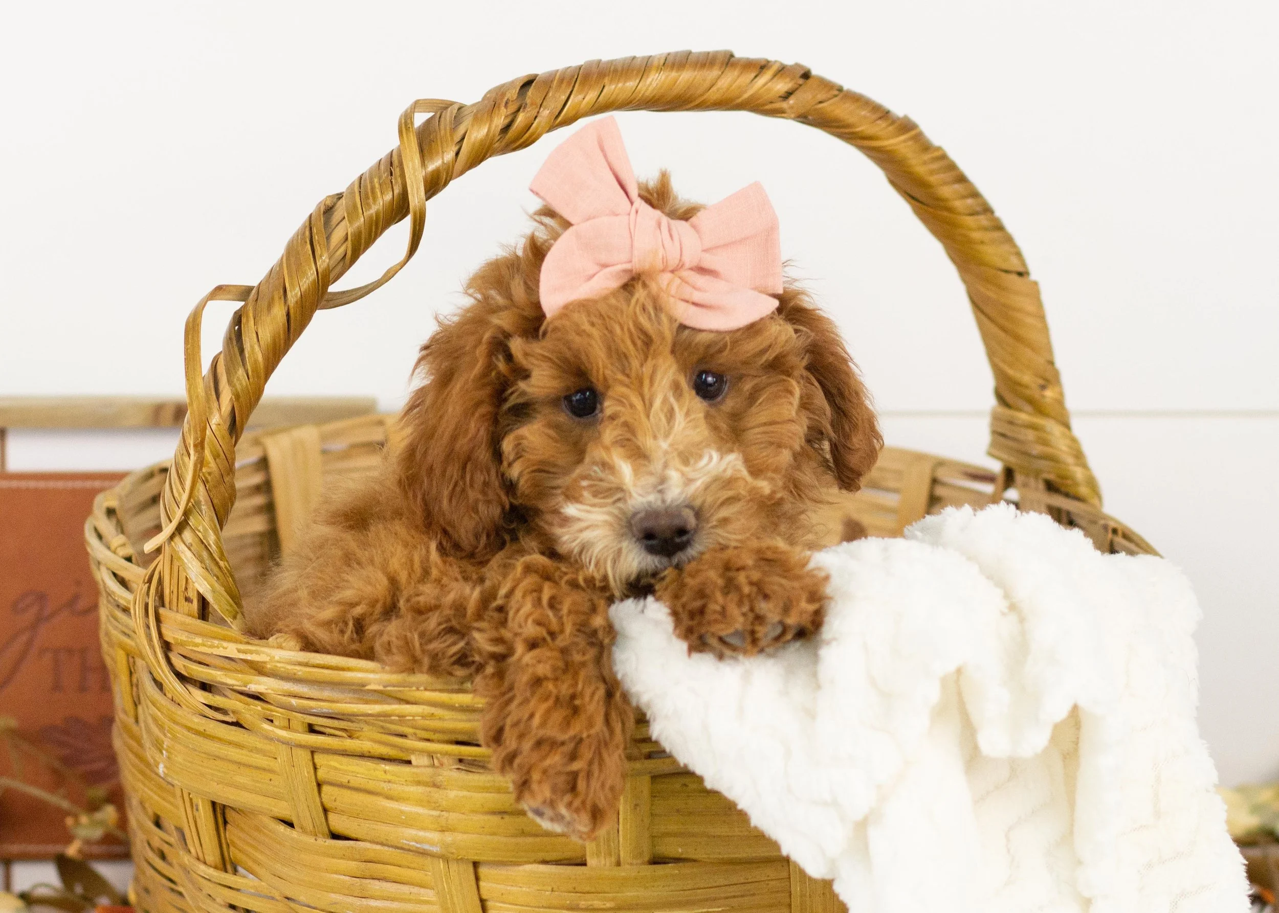 Gala goldendoodle for sale.jpg