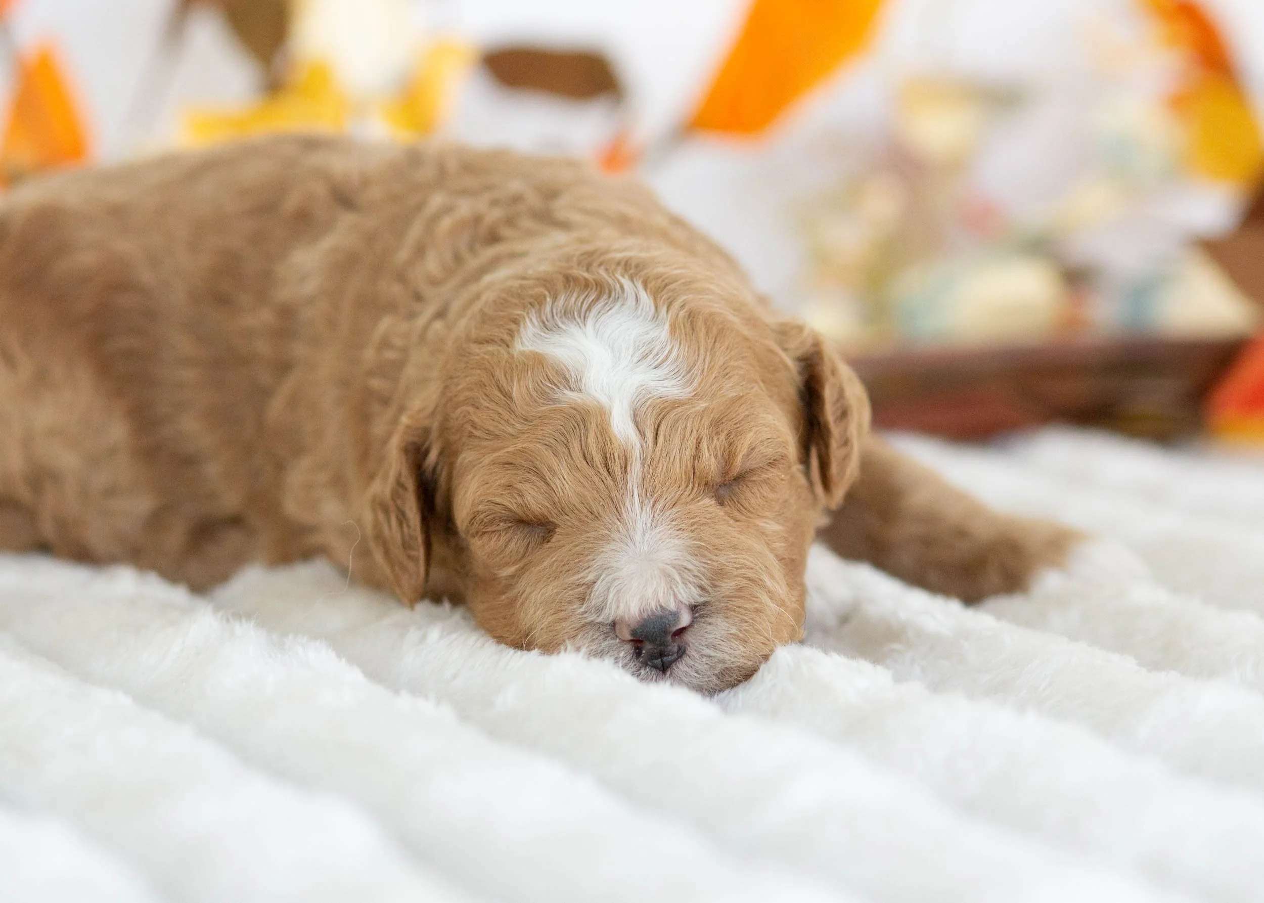 Fendi goldendoodle for sale2.jpg