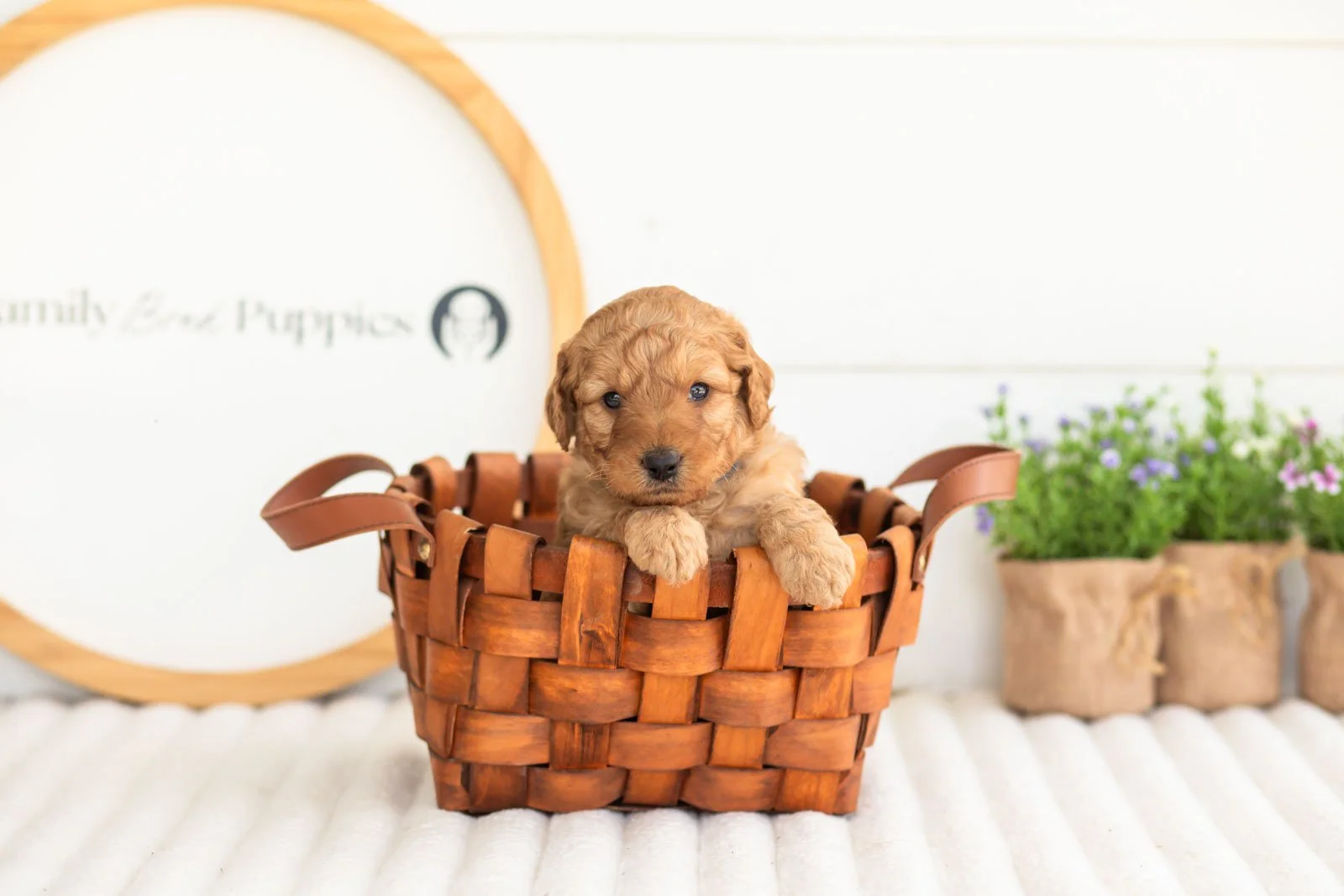 reef goldendoodle for sale(3).jpg