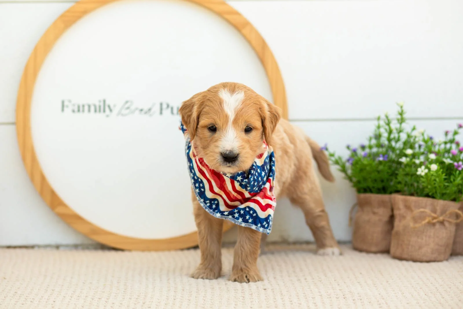 Danny Goldendoodle for sale.jpg