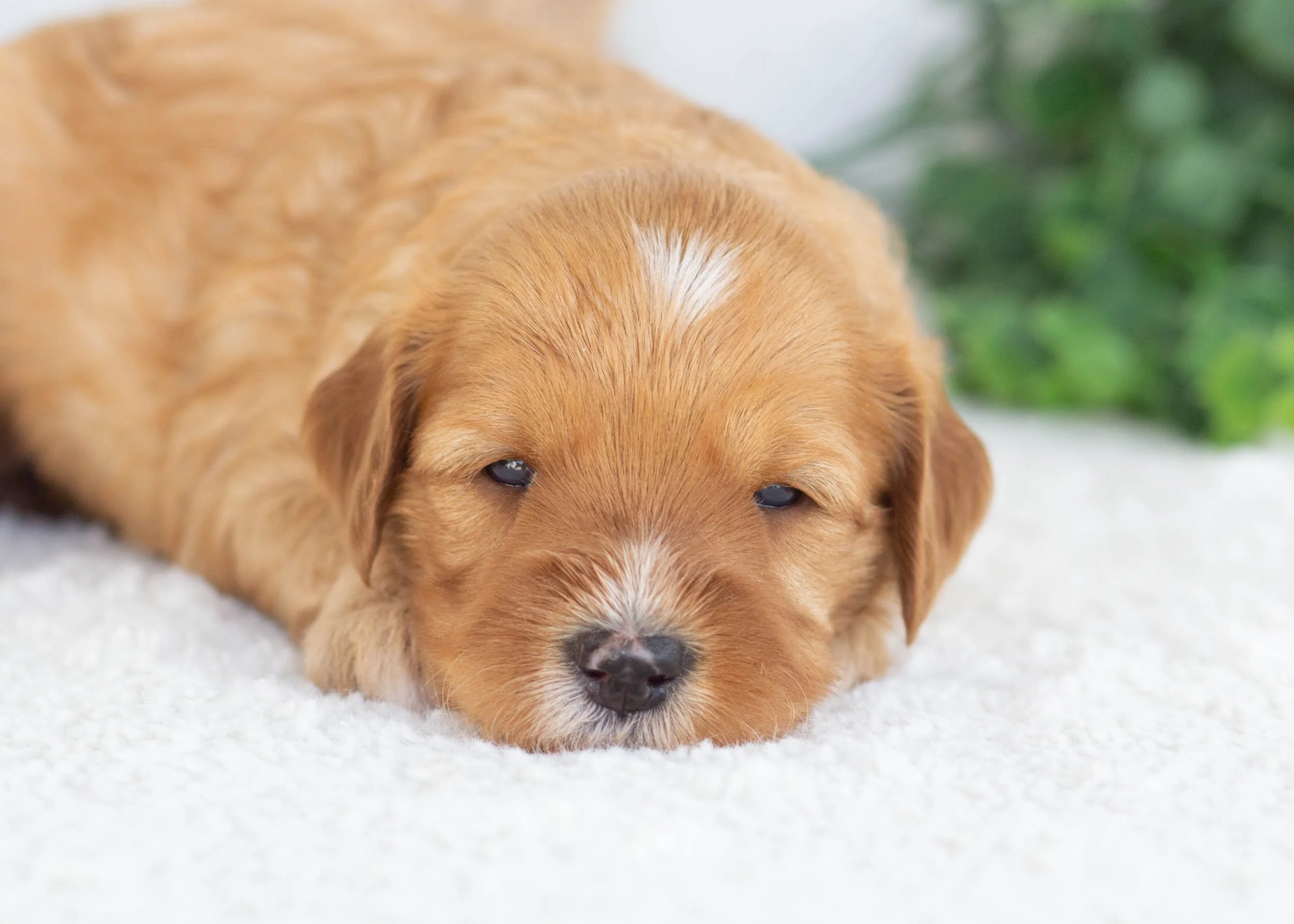 Claire Goldendoodle for sale(1).jpg