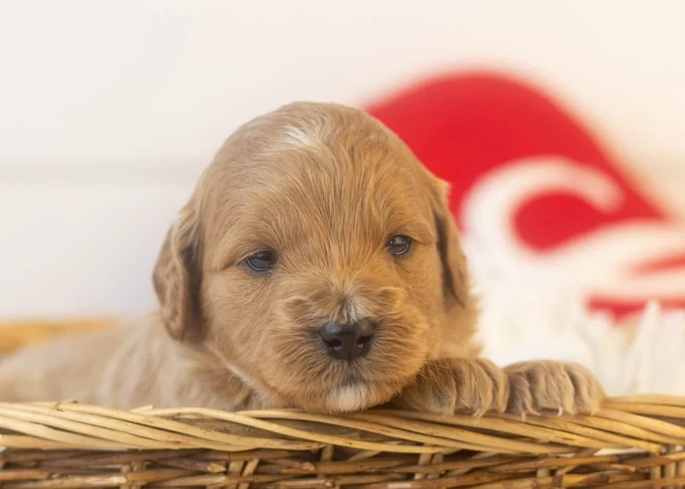 goldendoodle for sale