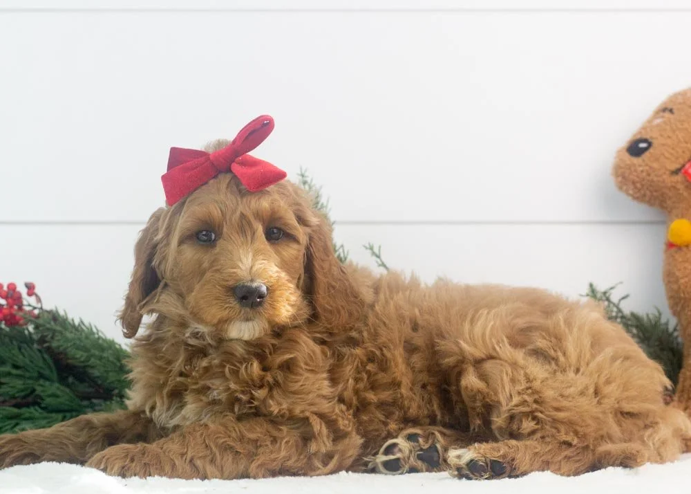 Jazz goldendoodle for sale(3).jpg