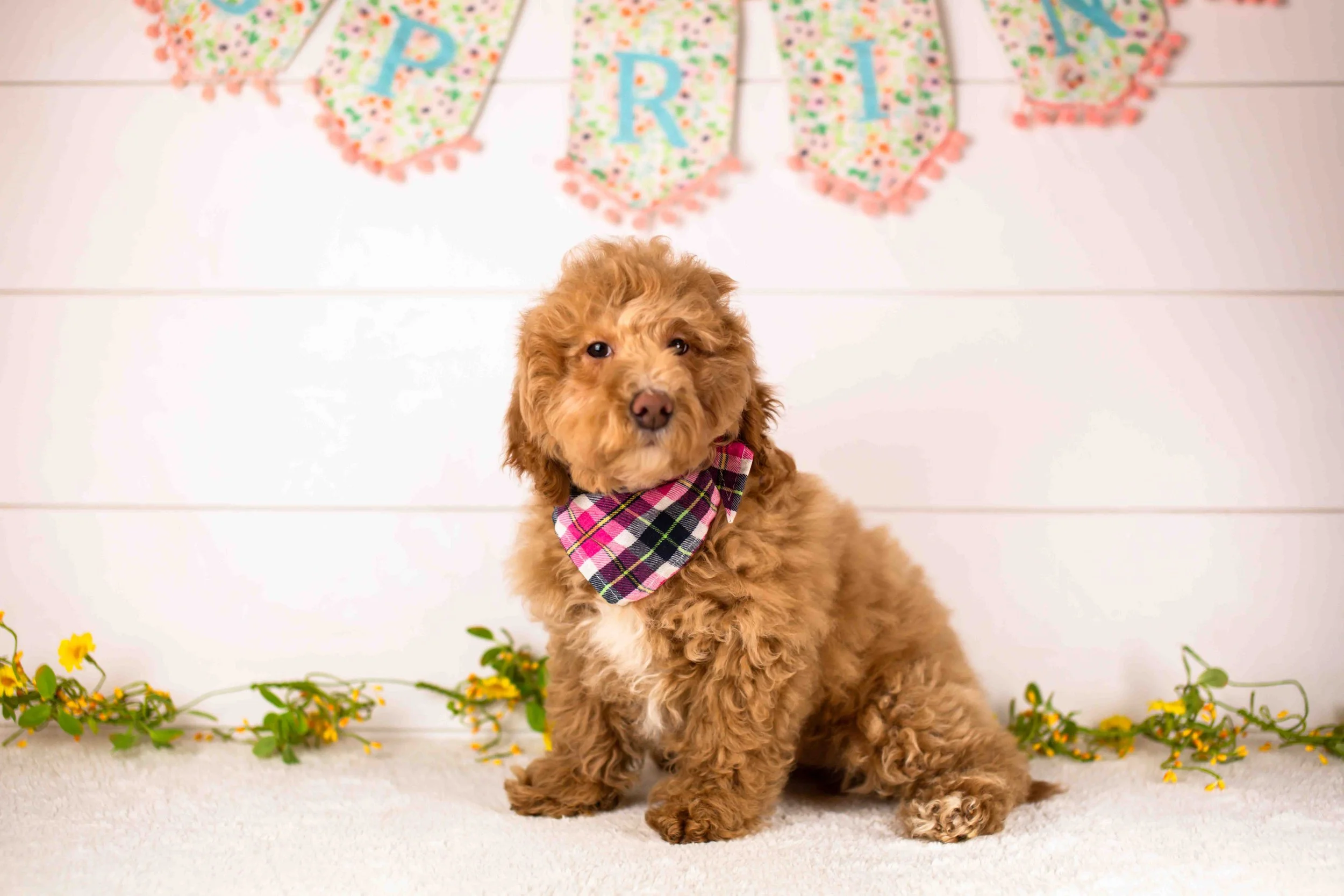 ohio goldendoodle for sale.jpg