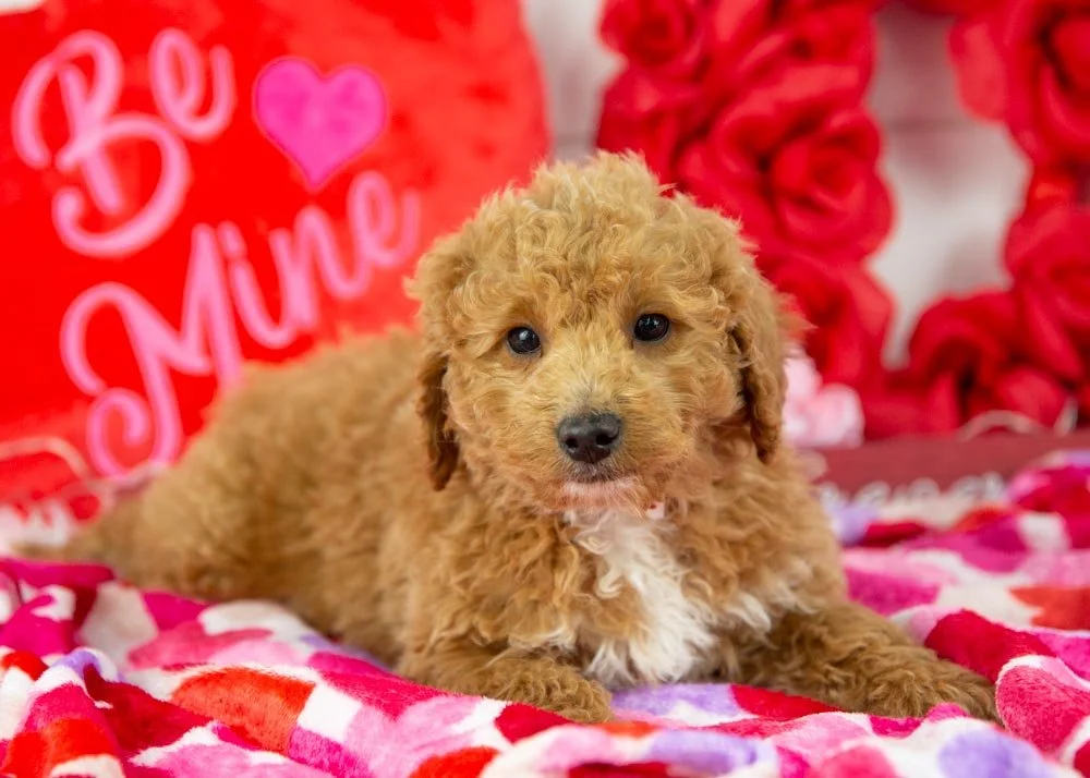 mort goldendoodle for sale(3).jpg