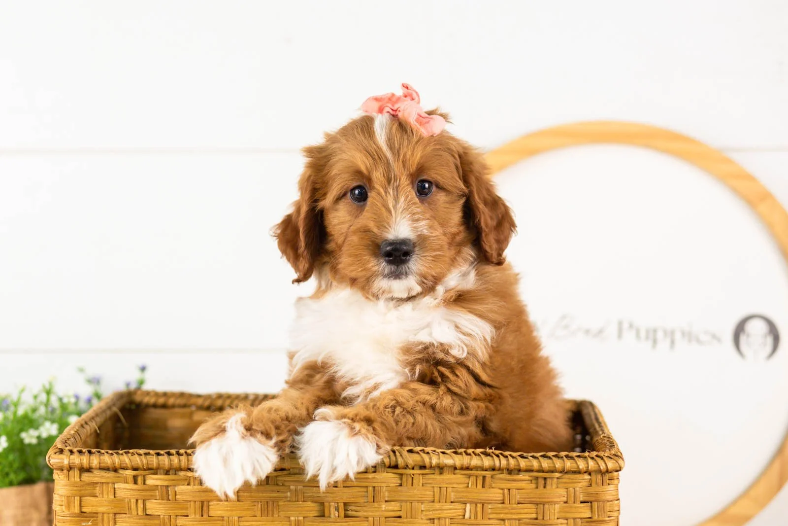 Calle goldendoodle for sale(3).jpg