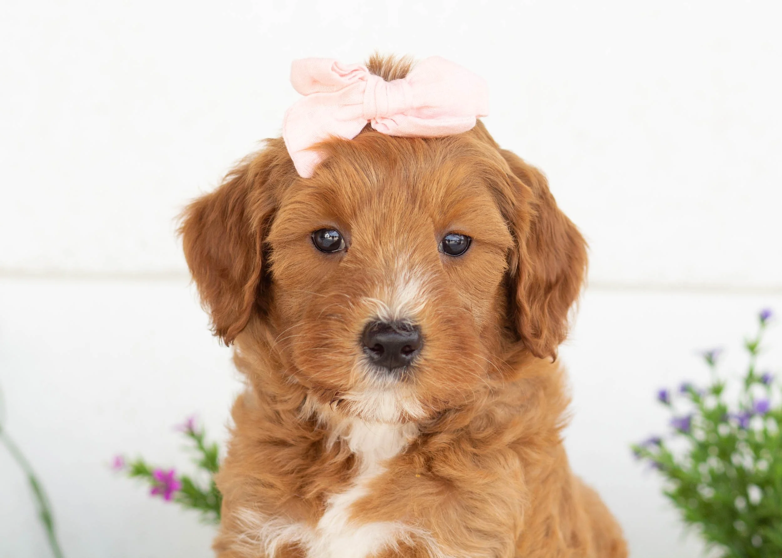 Clementine goldendoodle for sale(1).jpg