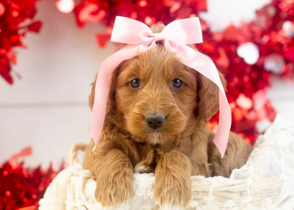 goldendoodle for sale