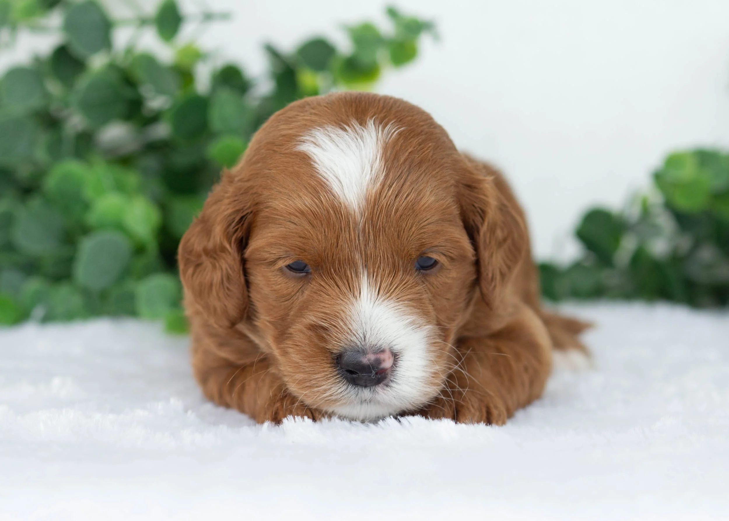 Ford goldendoodle for sale3.jpg