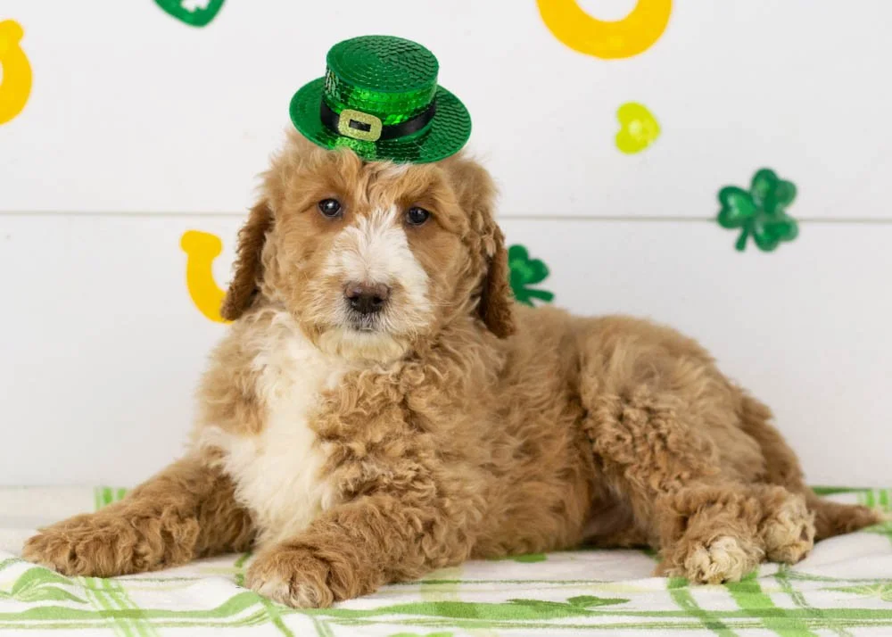 Lionel goldendoodle for sale(1).jpg