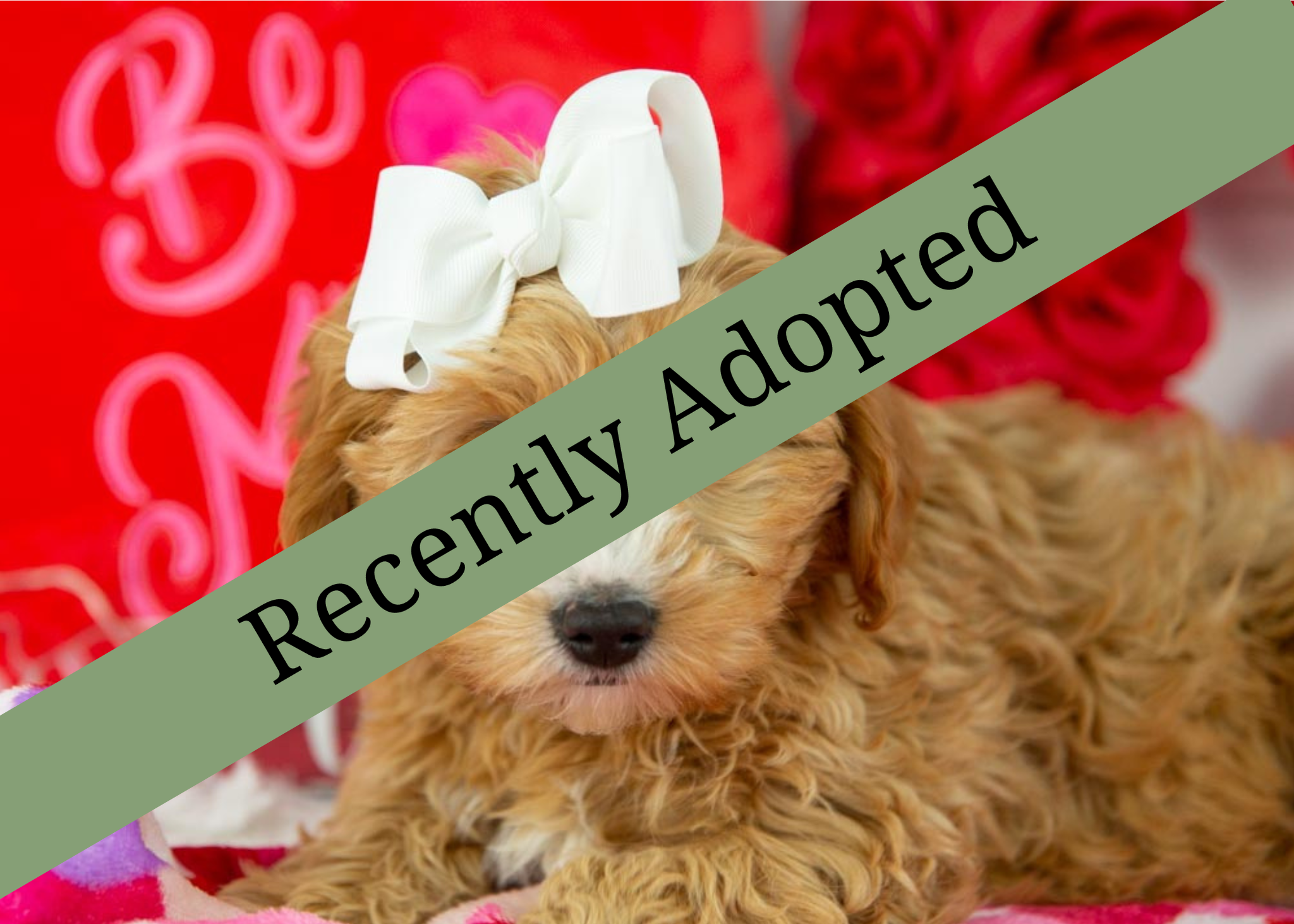 goldendoodle for sale