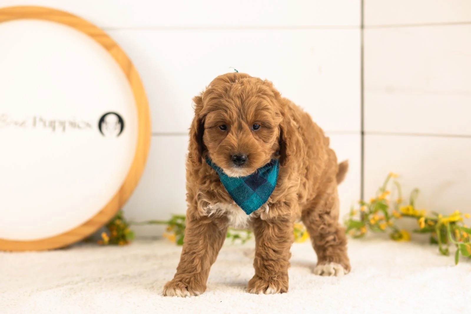 Ron Goldendoodle for sale(1).jpg