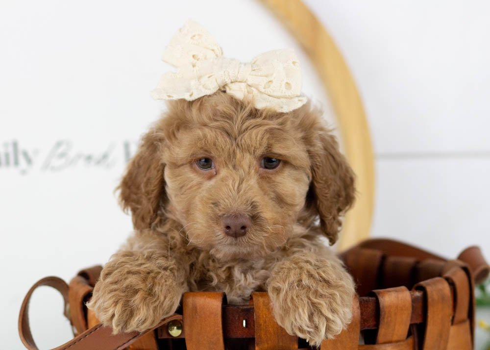 alabama goldendoodle for sale(1).jpg