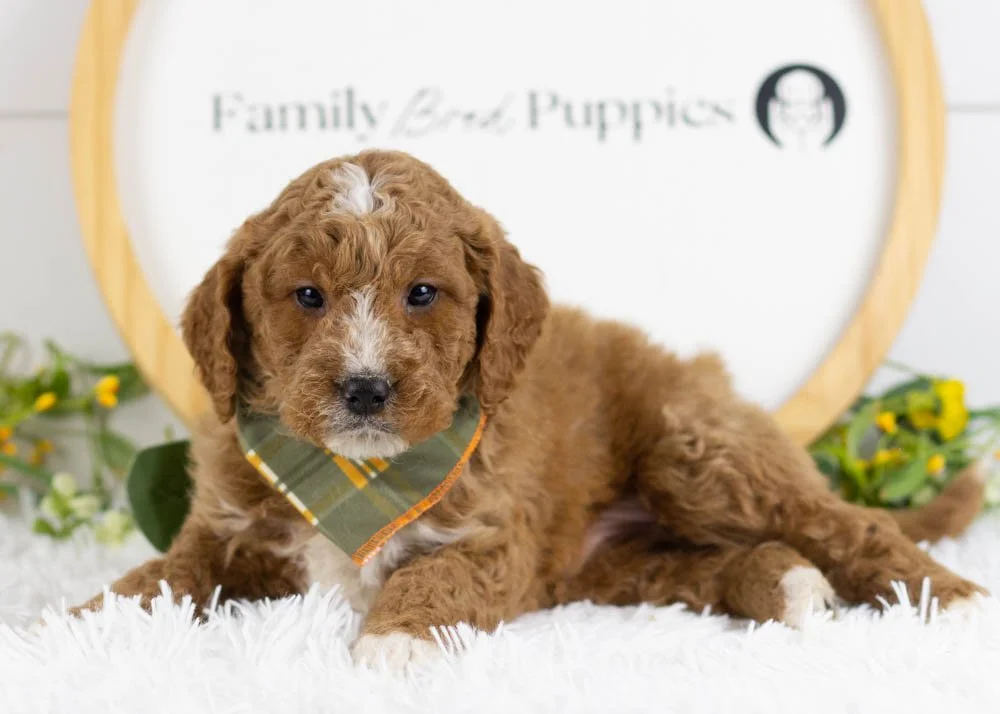 Breeze goldendoodle for sale(3).jpg